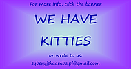 info about kittens